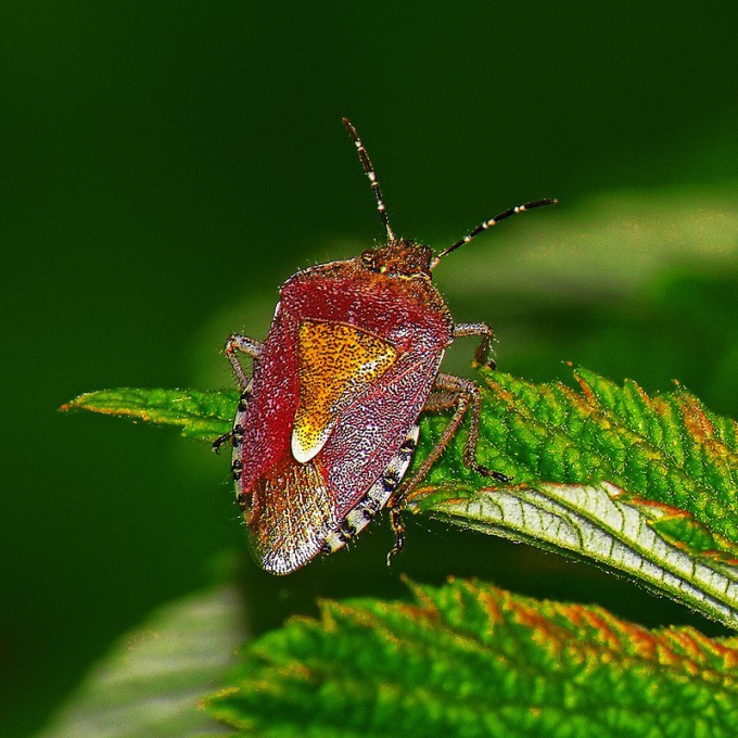 Bedbugs เป็นผู้ให้บริการของการติดเชื้อ