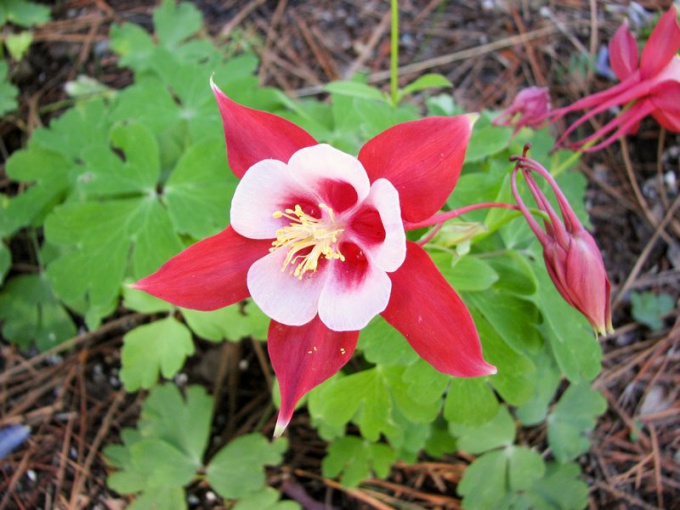 วิธีที่จะเติบโต aquilegia