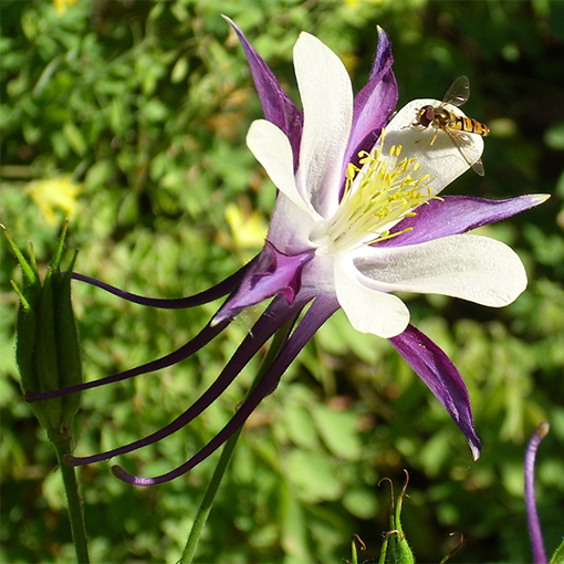 Aquilegia: วิธีที่จะเติบโต prude นี้