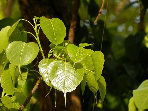 เคล็ดลับที่ 1: ทำไมใบร่วงหลุดออกไป