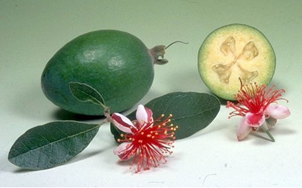 Feijoa สำหรับผิวซีดจาง