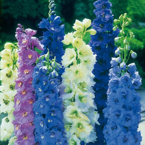 Delphinium: ปลูกจากเมล็ดปลูกและดูแล