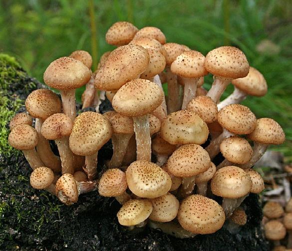 วิธีที่จะเติบโต agarics น้ำผึ้งในที่อยู่อาศัยในช่วงฤดูร้อน