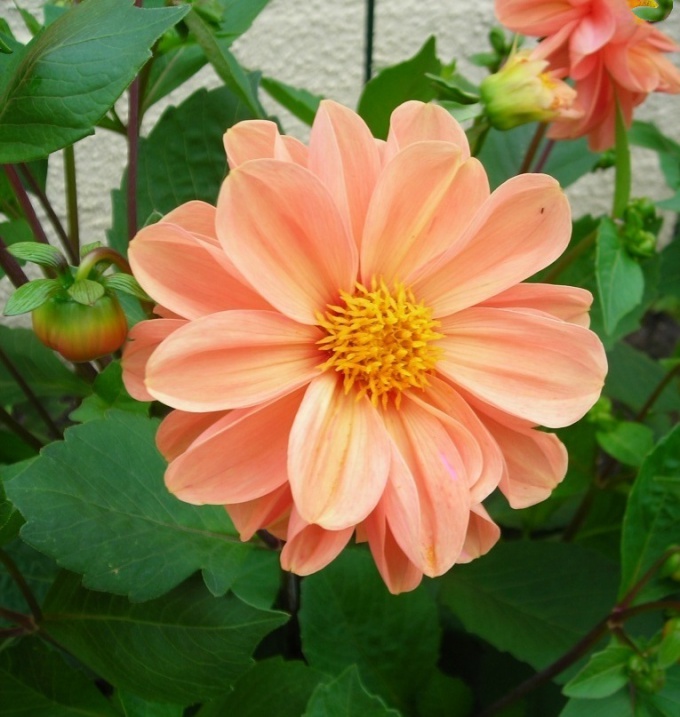 วิธีจัดเก็บ dahlias ในช่วงฤดูหนาว