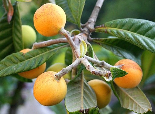 Medlar: สรรพคุณและประโยชน์ทางการแพทย์