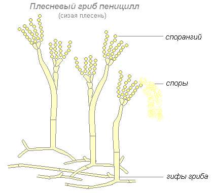 สิ่งที่เป็นสัญญาณของพืชในเห็ด