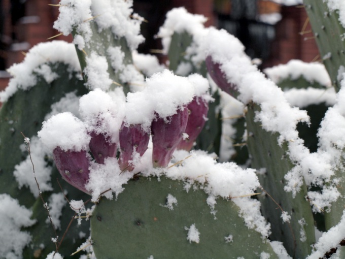 Opuntia ในหิมะ