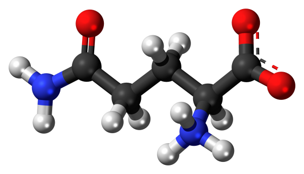 วิธีรับประทาน glutamine