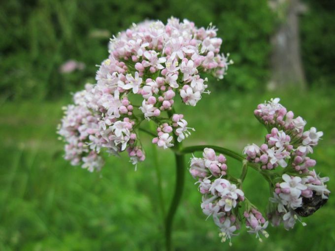 officinalis Valerian