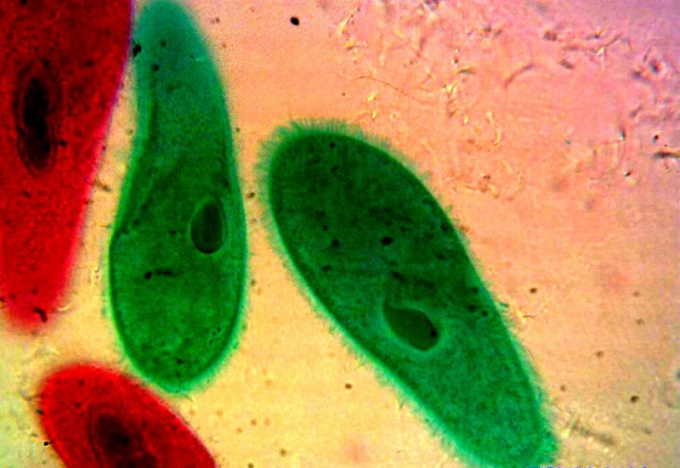 รองเท้า Infusoria: โครงสร้างและโหมดการสืบพันธุ์