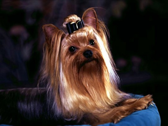 Yorkshire Terrier มีลักษณะอย่างไร