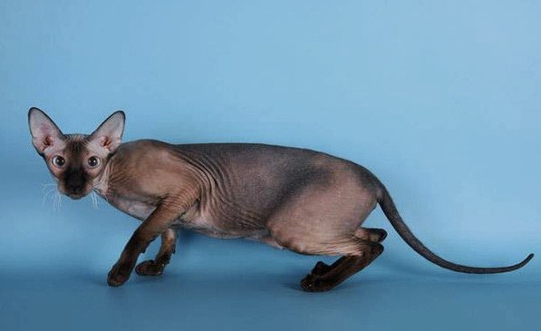 สายพันธุ์ Peterbald ได้รับในปี 1994 ในเซนต์ปีเตอร์สเบิร์กรัสเซีย