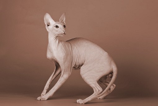 สายพันธุ์ของ Don Sphynx จดทะเบียนในปีพ. ศ. 2539 