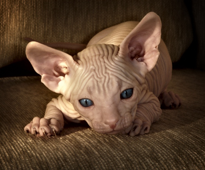 สิ่งที่ทำให้ Don Sphynx แตกต่างจากแมวในประเทศอื่น ๆ