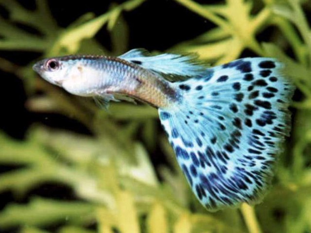 วิธีการกำหนด guppies เพศ