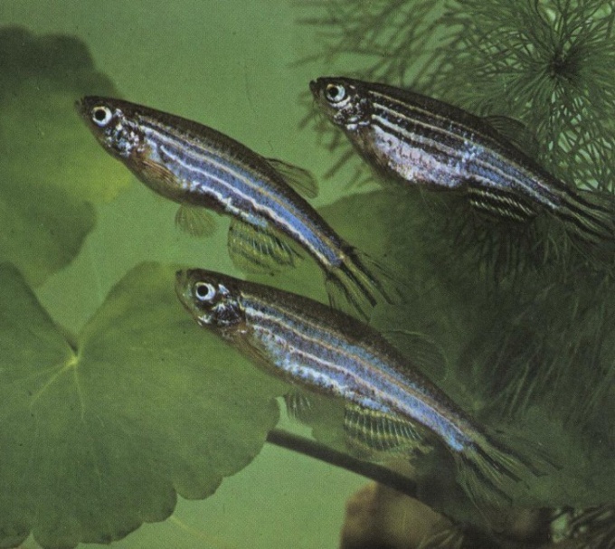 เคล็ดลับที่ 1: วิธีแยกแยะความแตกต่างของเพศหญิง zebrafish