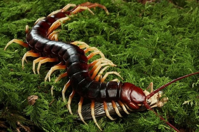 scolopendra