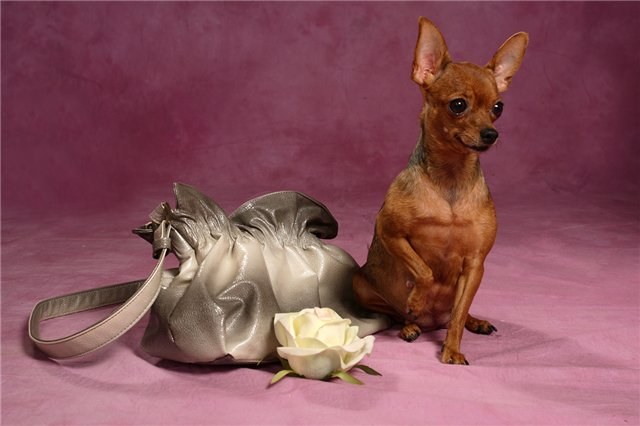 Toy Terrier: ประวัติศาสตร์ของสายพันธุ์